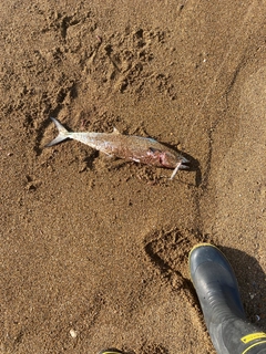 サゴシの釣果