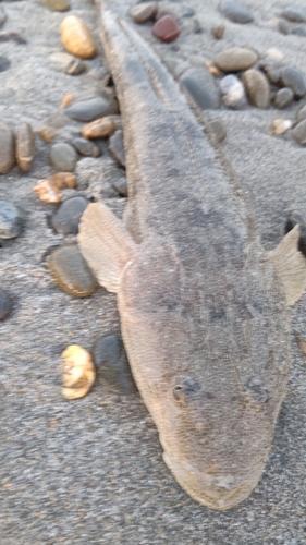 マゴチの釣果