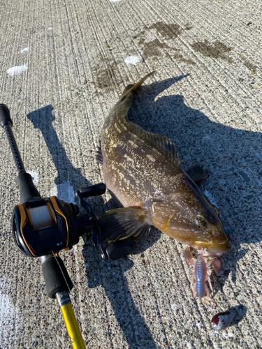 アイナメの釣果