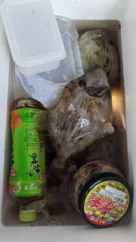 カワハギの釣果