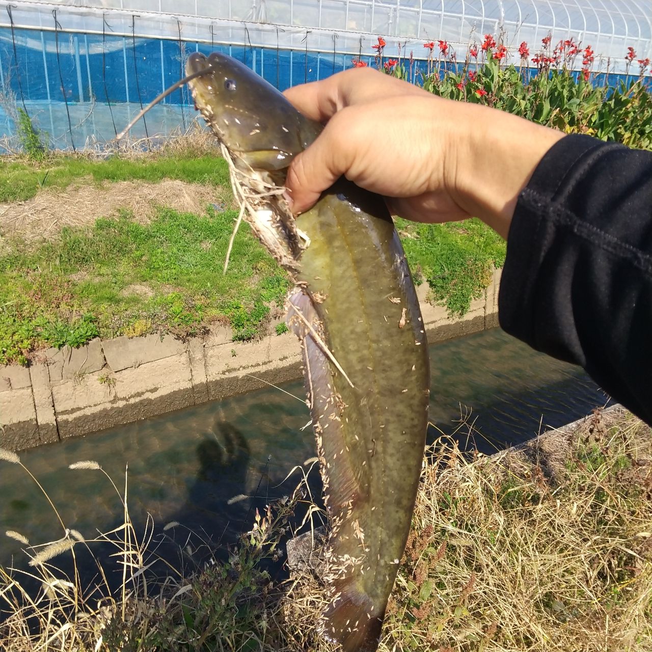 マナマズ