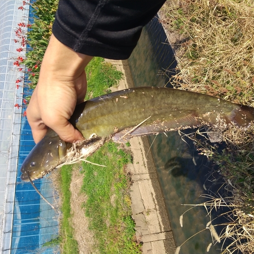 マナマズの釣果