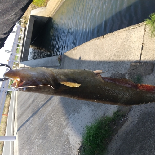 マナマズの釣果