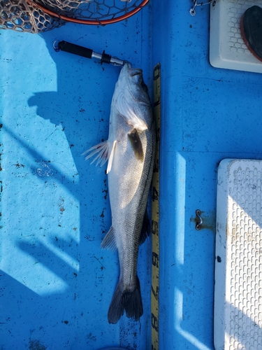 シーバスの釣果