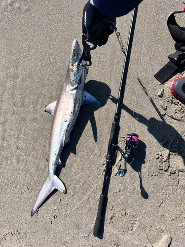 サメの釣果