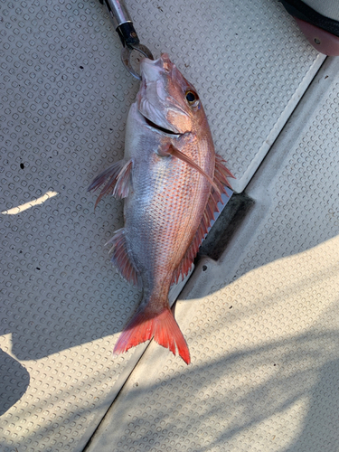 マダイの釣果