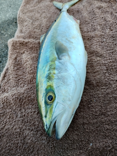 ハマチの釣果