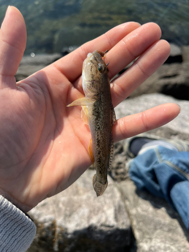 マハゼの釣果