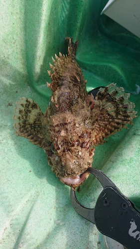 オニカサゴの釣果