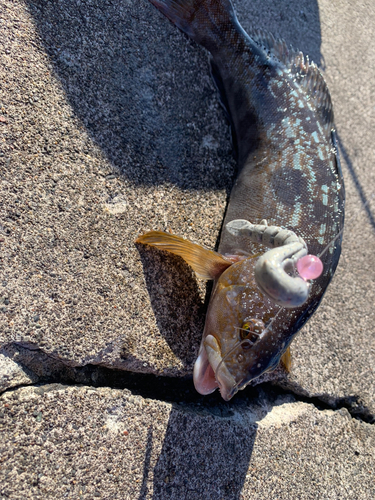 アイナメの釣果