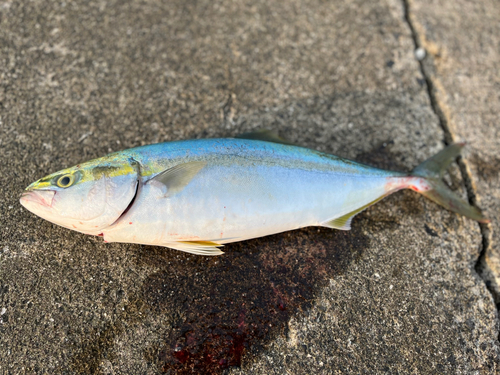 ハマチの釣果