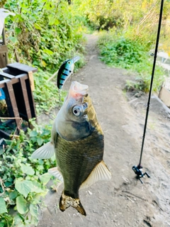 ヘラブナの釣果