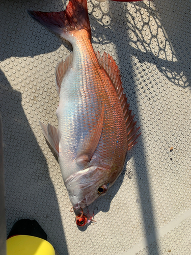 マダイの釣果