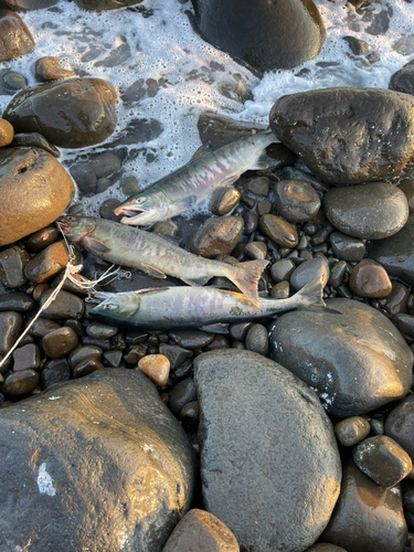 アキアジの釣果