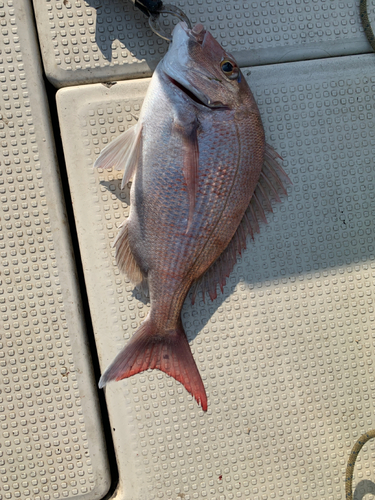 マダイの釣果