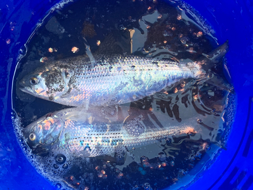 コノシロの釣果