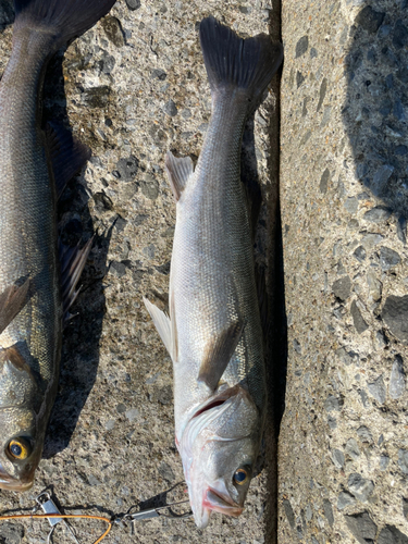 スズキの釣果