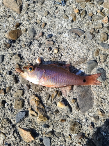 ネンブツダイの釣果