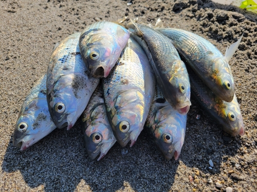 コノシロの釣果