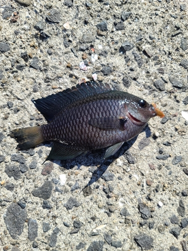 クロスズメダイの釣果