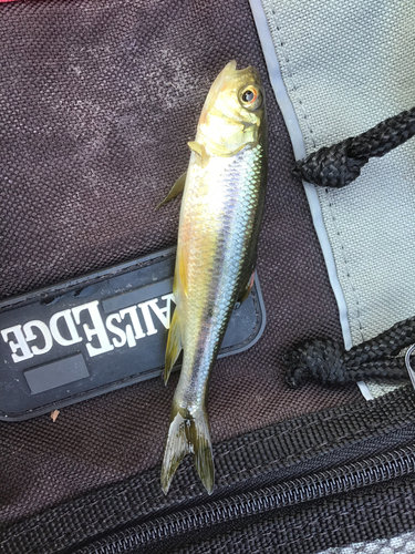 カワムツの釣果