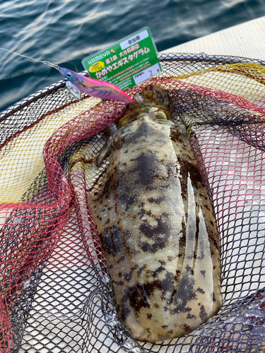 モイカの釣果