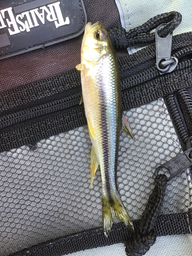 カワムツの釣果