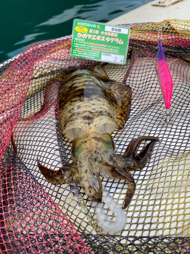 モイカの釣果