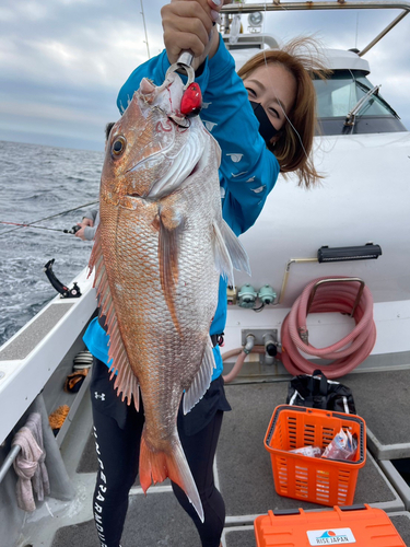 マダイの釣果