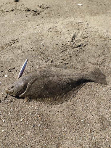 ヒラメの釣果