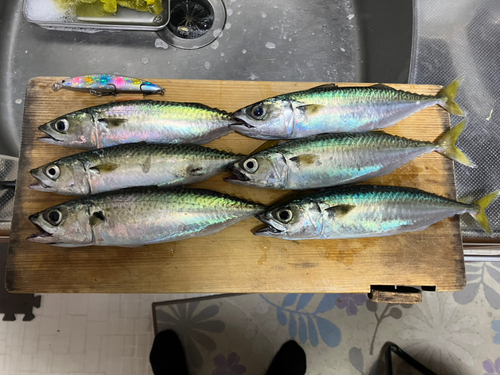 サバの釣果