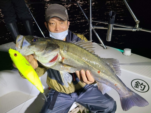 シーバスの釣果