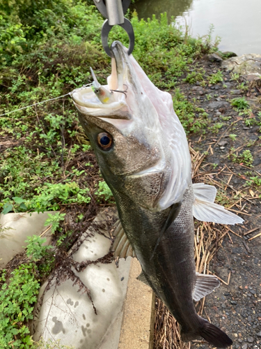 スズキの釣果