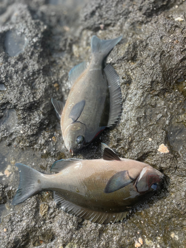 メジナの釣果