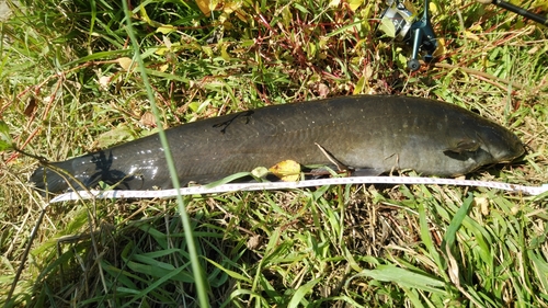 ナマズの釣果