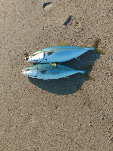 イナダの釣果