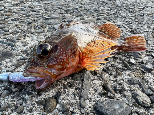 アラカブの釣果