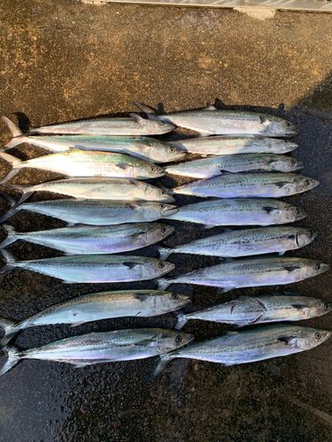 サゴシの釣果