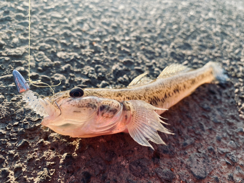 ハゼの釣果