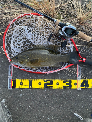 スモールマウスバスの釣果