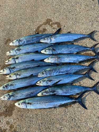 サゴシの釣果