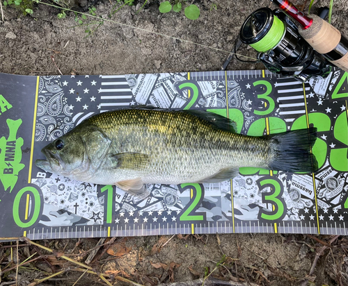 ブラックバスの釣果