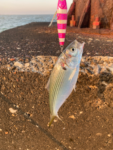 コノシロの釣果