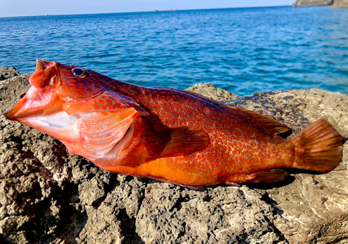 キジハタの釣果