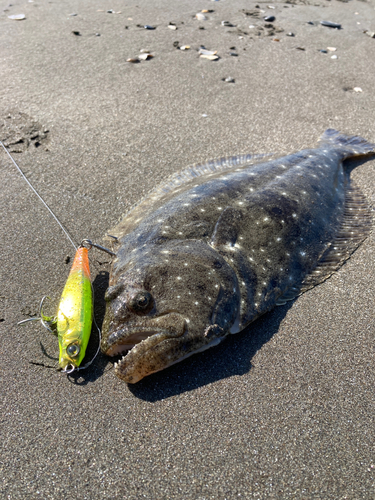 ヒラメの釣果