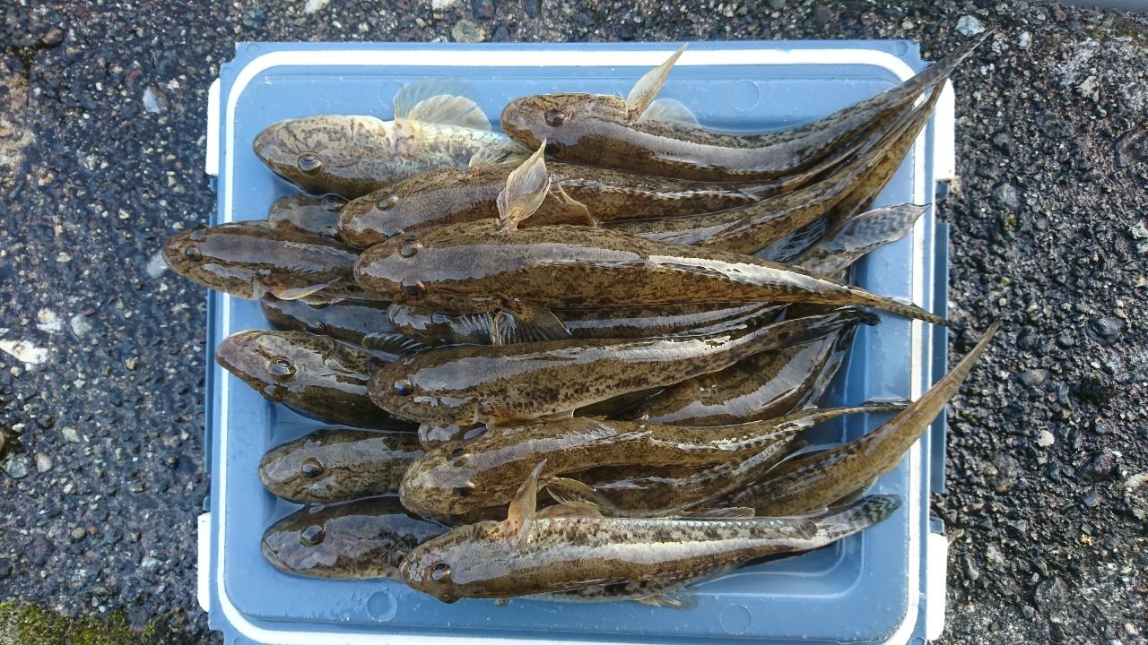マハゼ