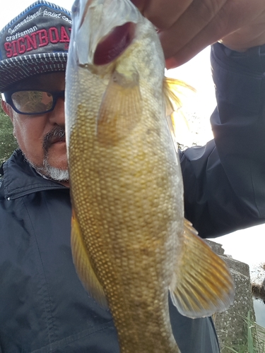 スモールマウスバスの釣果