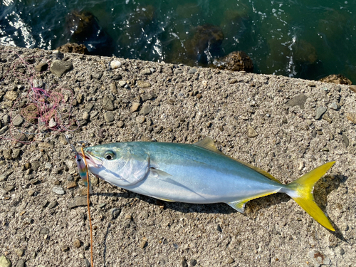 ヤズの釣果