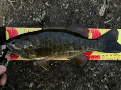 スモールマウスバスの釣果