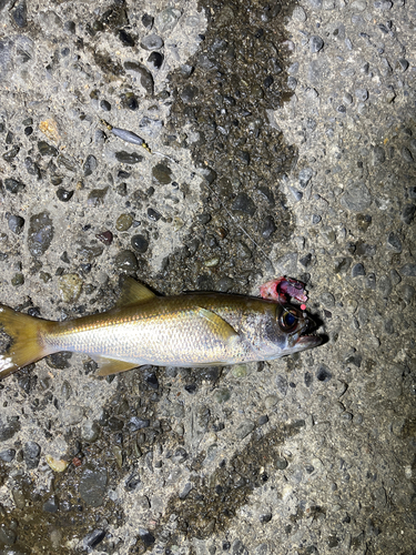 クロムツの釣果